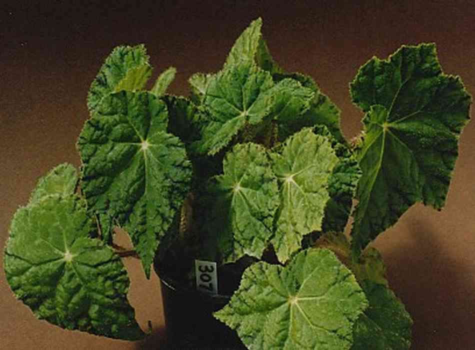 B. ‘Green Island’